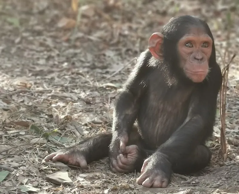 Chimpanzee on ground