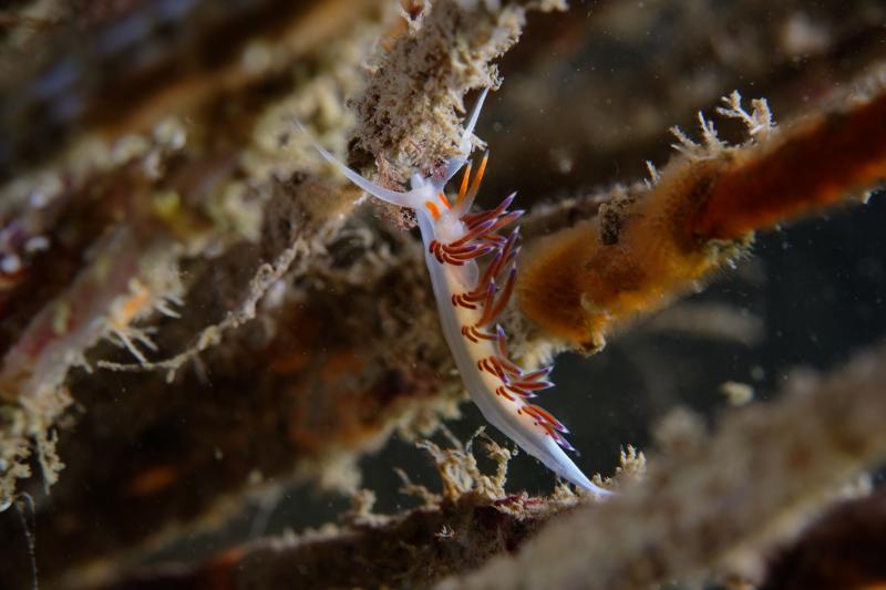 Close up photo underwater of a Cratena peregrina