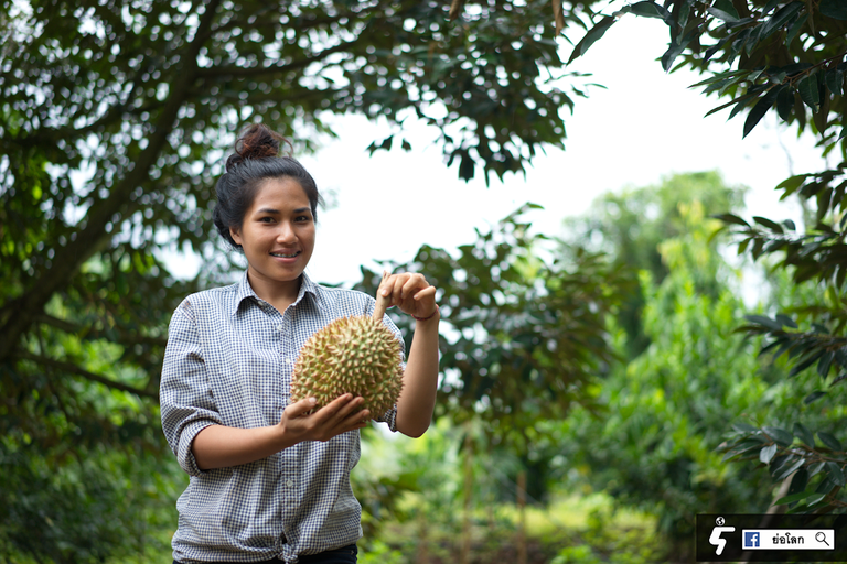 Riding The Durian Belt And Road Risky Times For Thai Agriculture