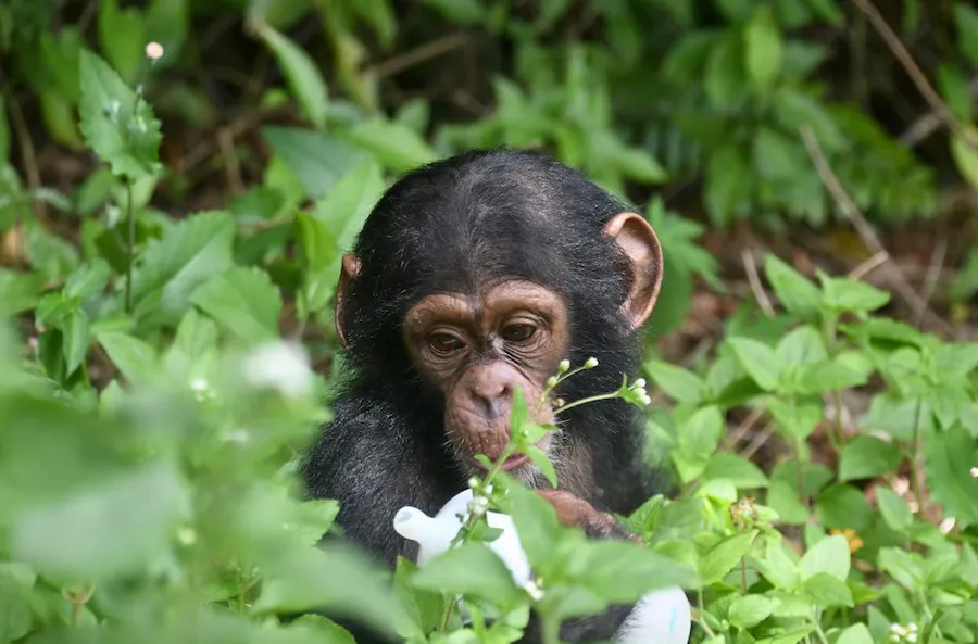Chimpanzee in greenery 