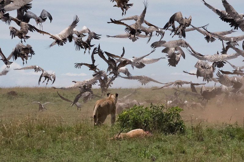 Vultures in Masaai Mara