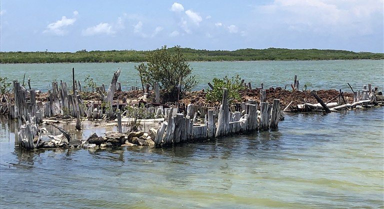 Mangroves on Colombia Lake