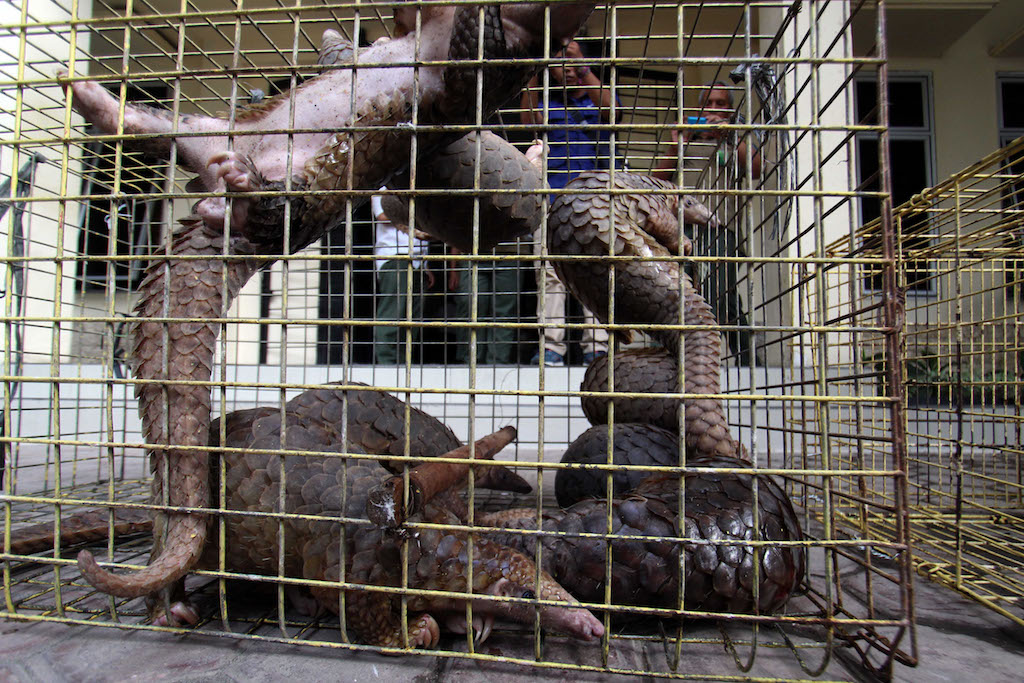 Pangolin confiscation