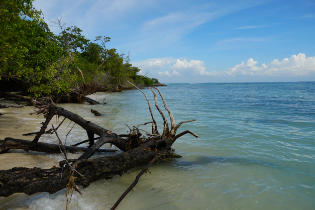 Mangrove loss due to erosion on Isla Tesoro. / Daniela Quintero Díaz