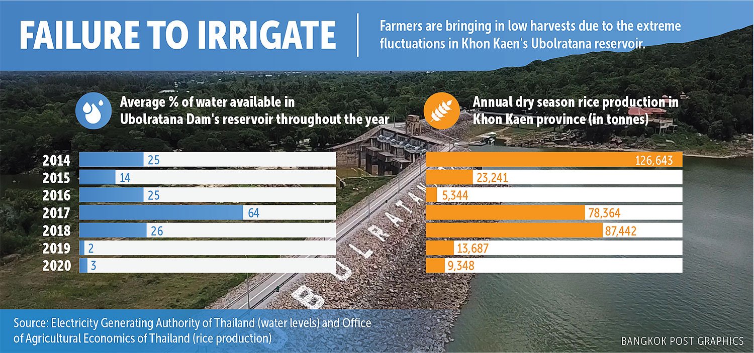 graphic depicting extreme fluctuations in water levels and impact on rice production