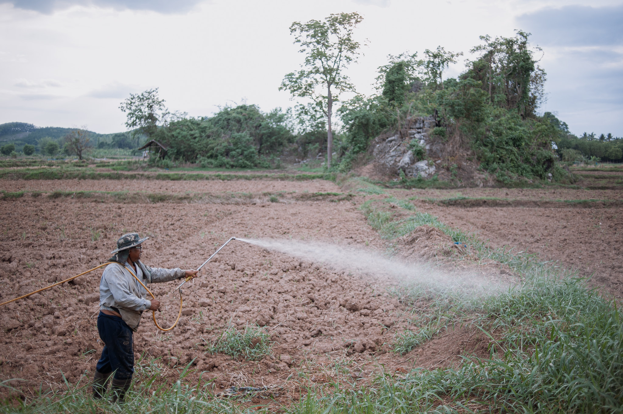 A farm worker spraying water to the land