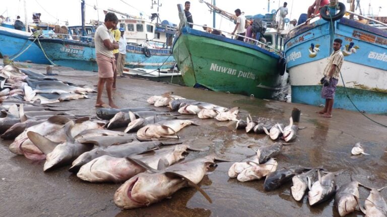 Dead sharks in a harbor