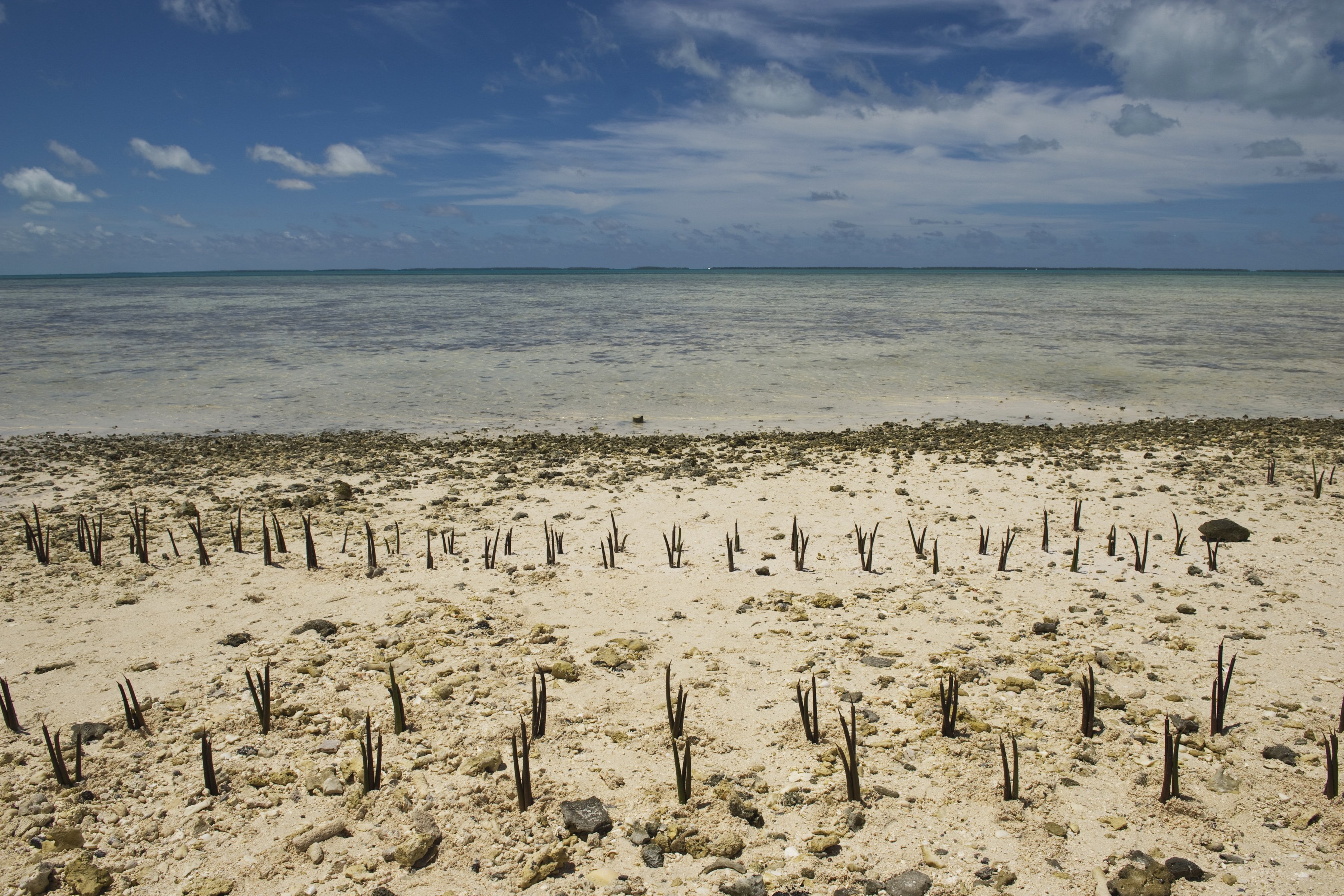 Newly planted mangrove shoots on the island of Tarawa, an atoll in the Pacific island nation of Kiribati.