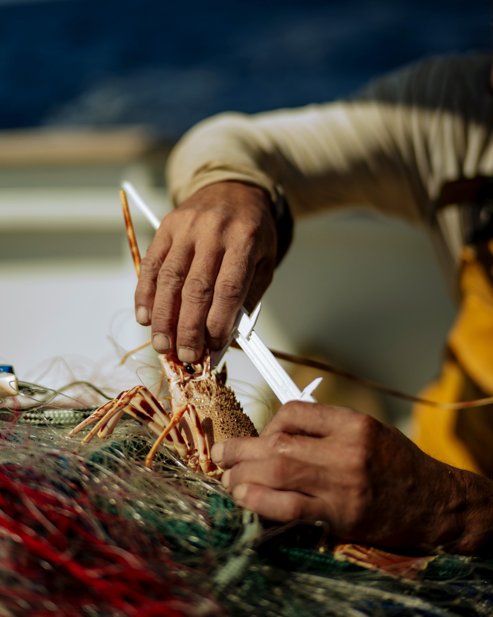 Fisherman measuring a lobster on his boat 