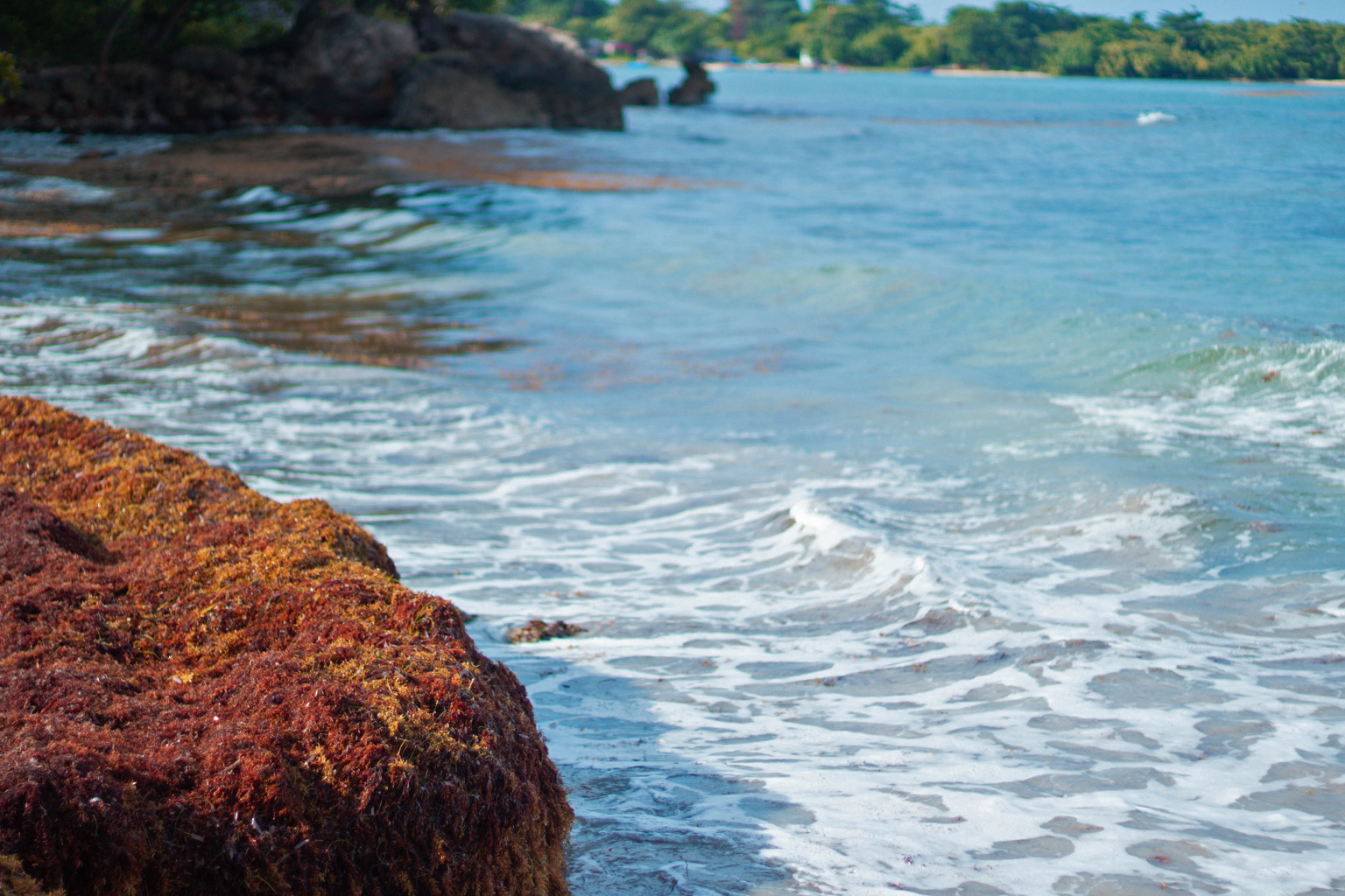 beach with a mound of sargassum on a rock.