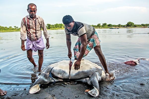 Two men stand over a manta carcass