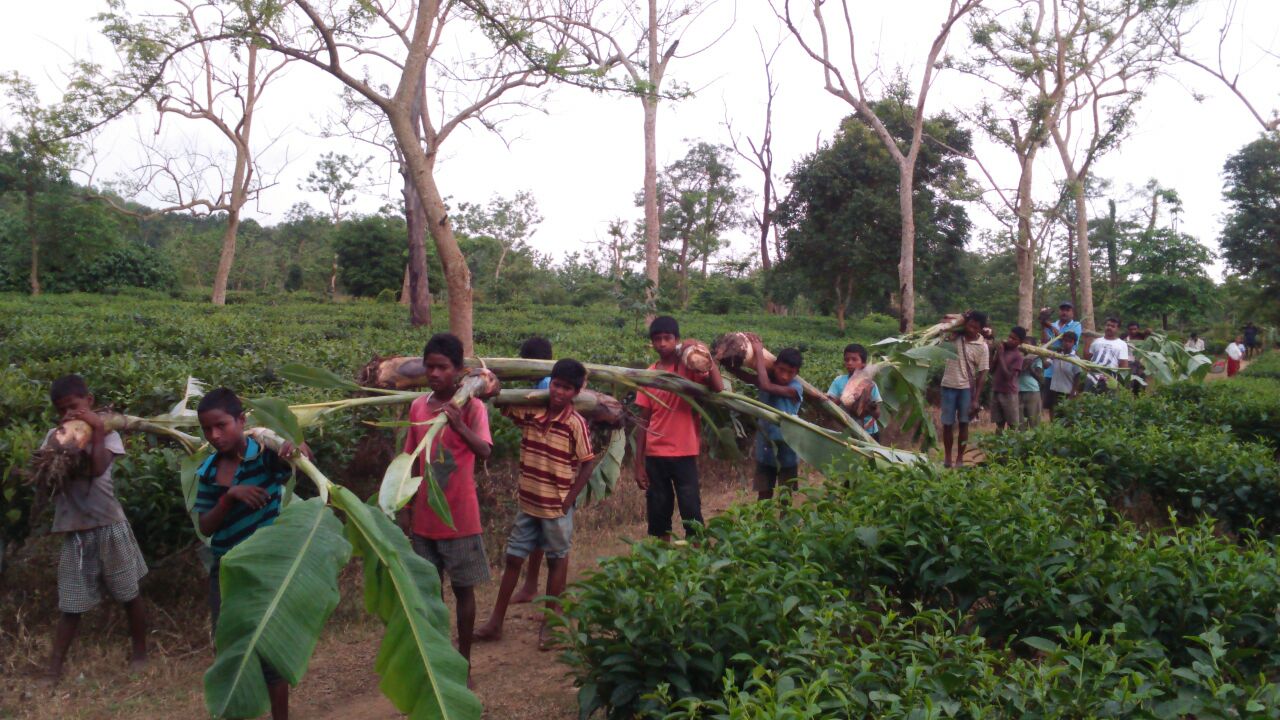 Villagers remove vegetation to improve the elephant habitat
