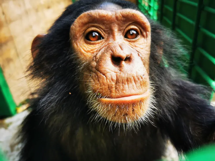 Chimpanzee up close