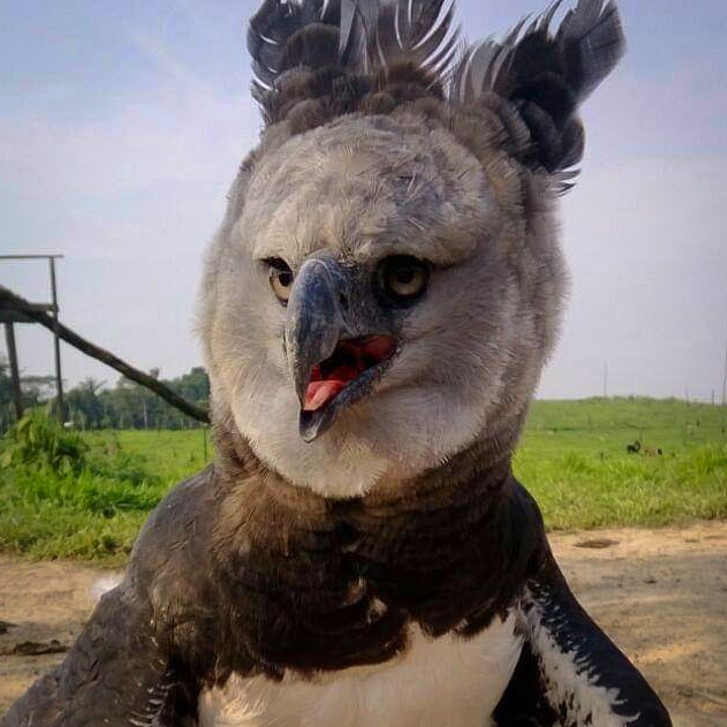 Harpy Eagle (photo By District Of Columbiaflickr)