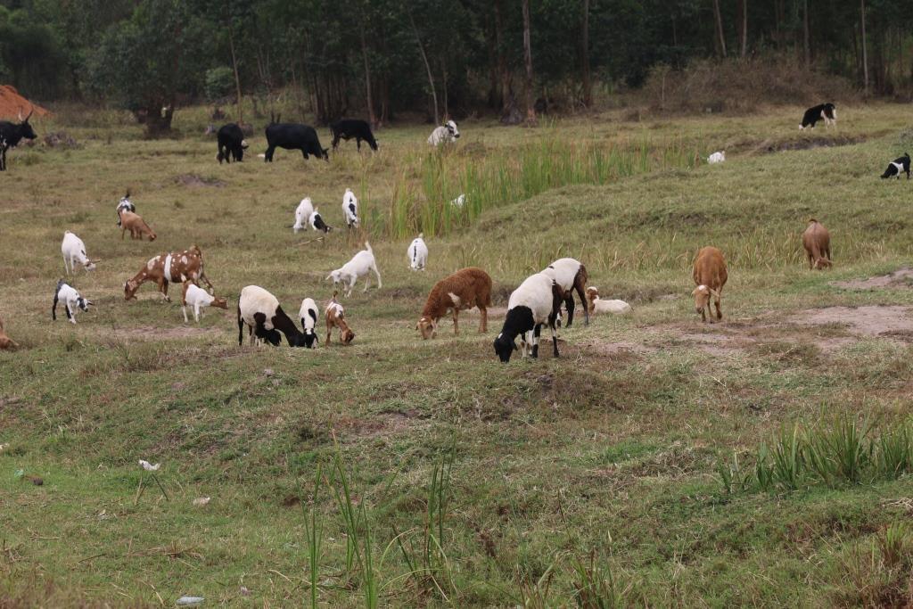 Livestock farms along the River Rwizi
