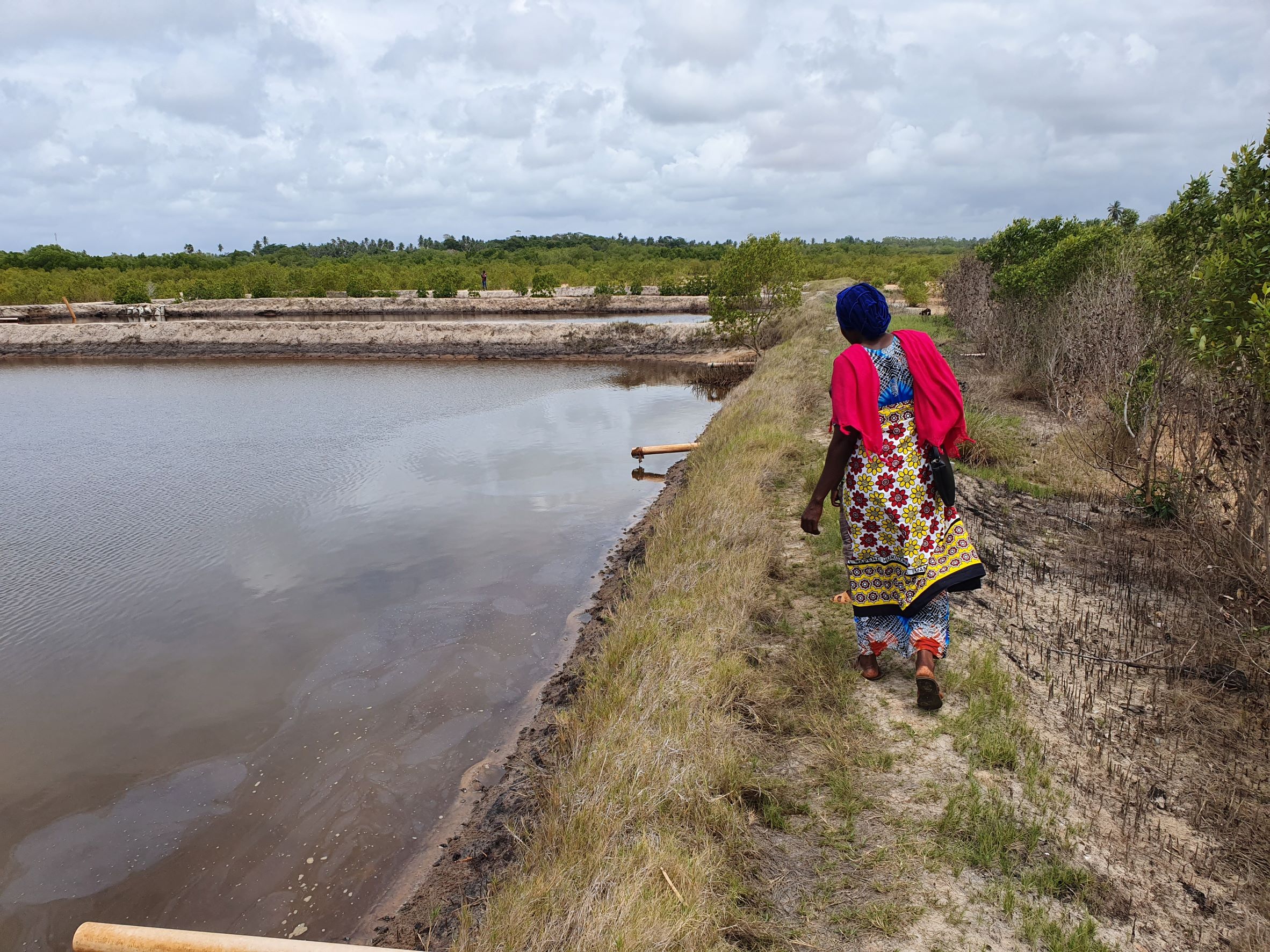 A woman faces away from the camera, walking along the edge of a low pond that is used for mariculture. she's dressed in colorful red, blue and yellow clothing and in the background you can see additional mariculture ponds