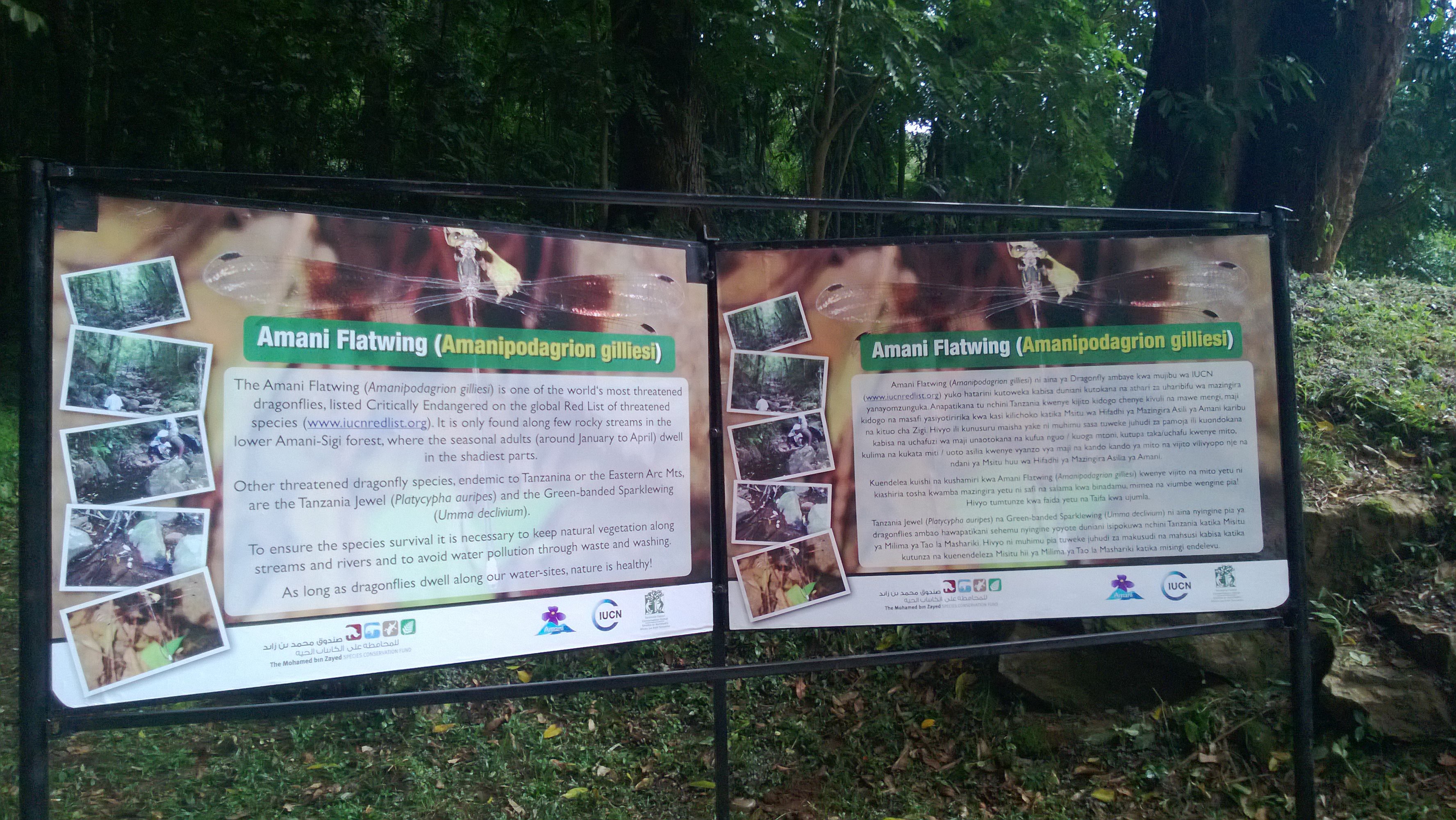 Signs informing people about the Amani flatwing and how to conserve its habitat. Credit: Viola Clausnitzer