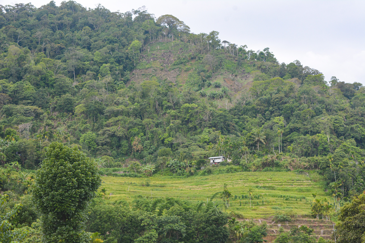a region where forests have been cleared for farming