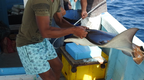 A fisherman fishing ray fish with his hand