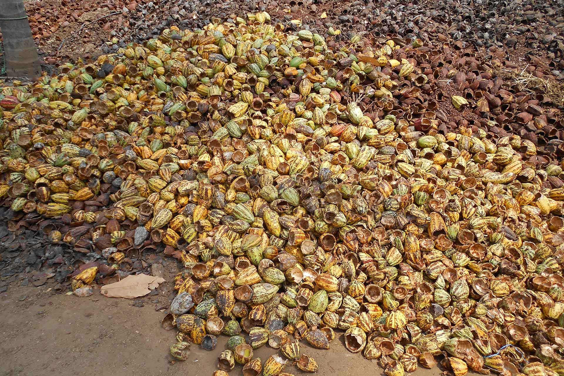 cacao shells laid out to dry