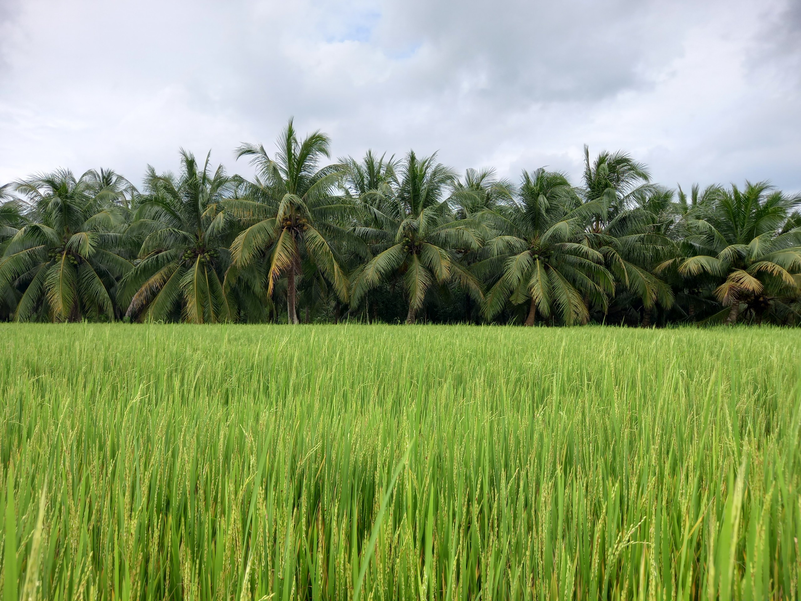 Floods and Migrants of Vietnam's Mekong Delta: 25 Lessons from the Data ...