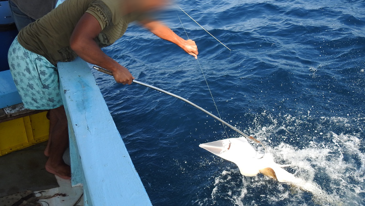 A guitarfish being fished out of the sea on a fishing boat