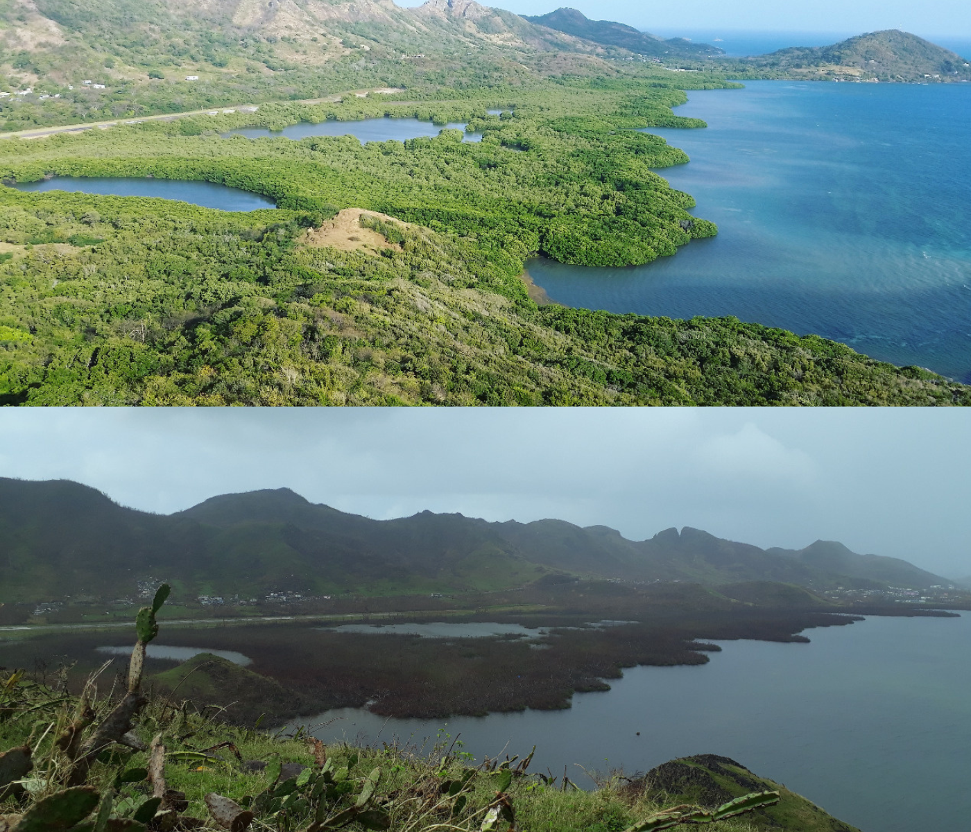 This is what the state of the Providencia mangrove ecosystem located in the Old Providence McBean Lagoon looks like before and after the Iota. According to the organization Mangroves for the future, a restoration process is optimal when the result is greater survival, faster growth, and a more diverse and resilient mangrove forest. First image: Natural Parks. Second: Gloria Murcia.