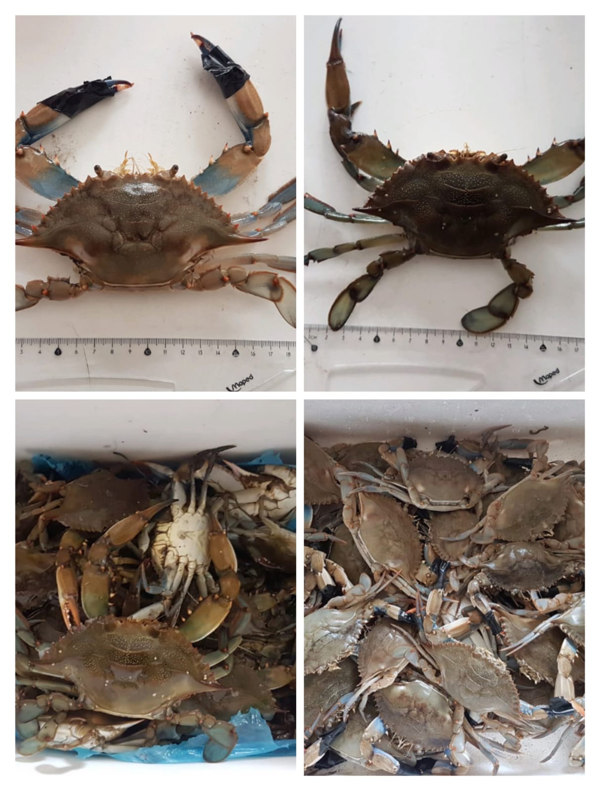 images with blue crabs 