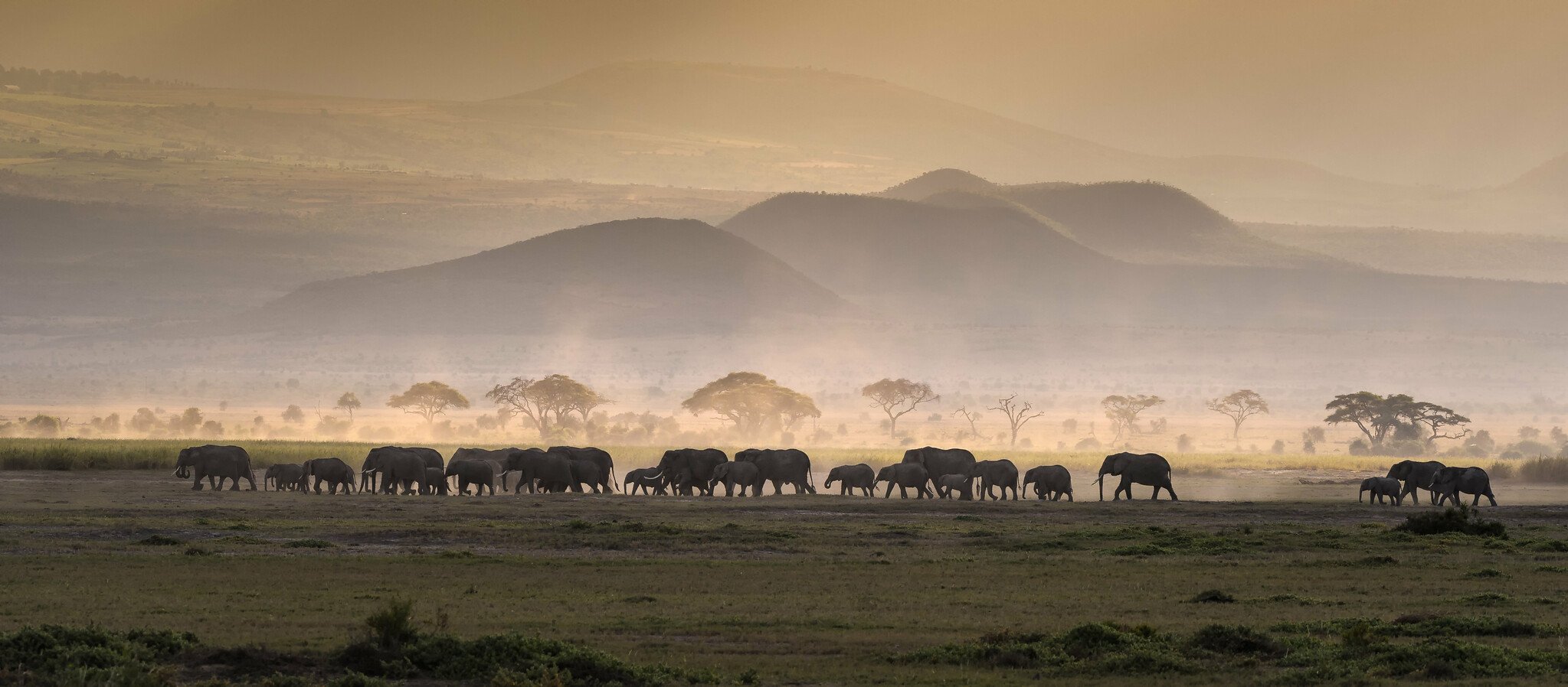 Elephant movement in East Africa