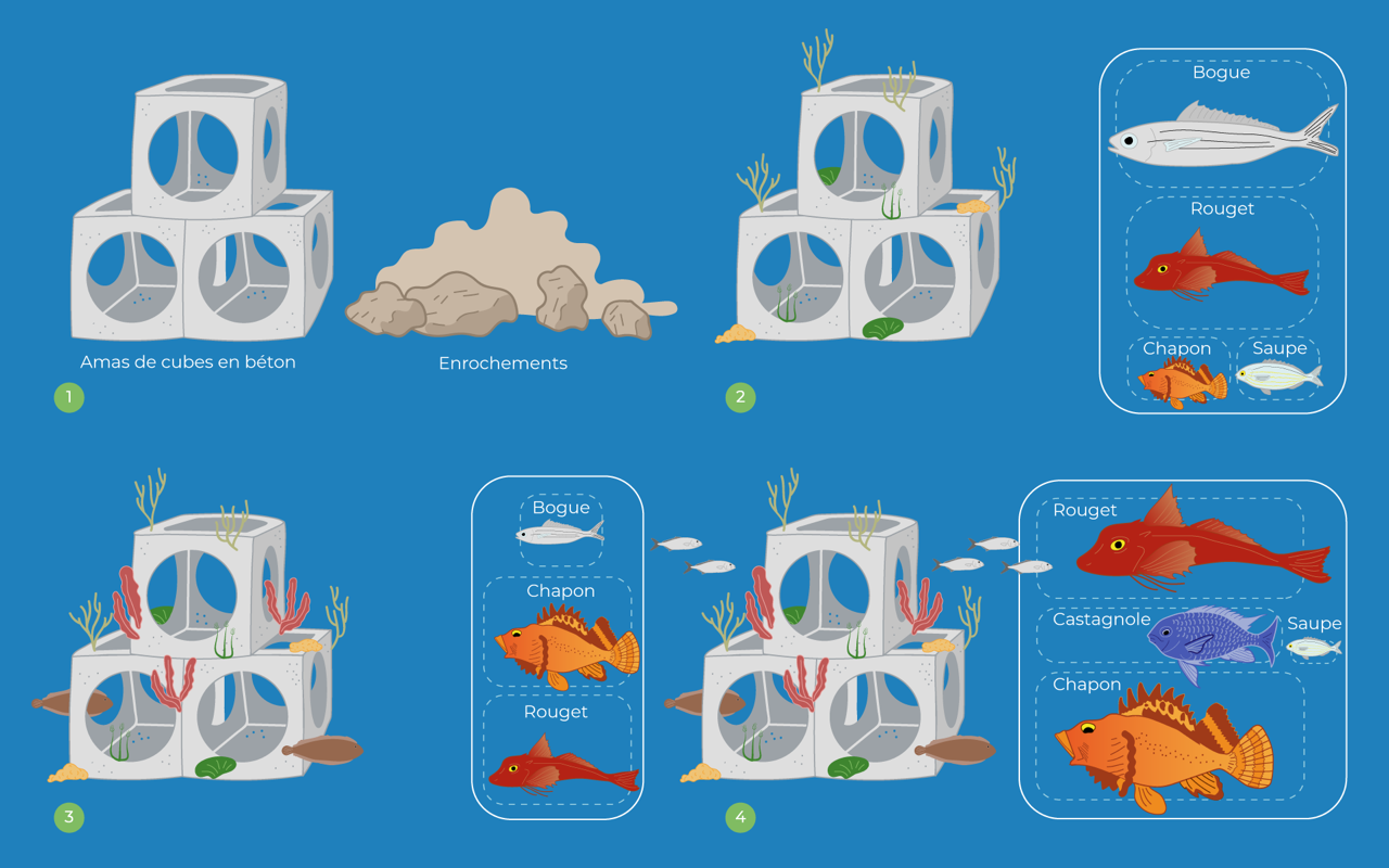 infographics showing the evolution of biodiversity in the prac artificial reef 