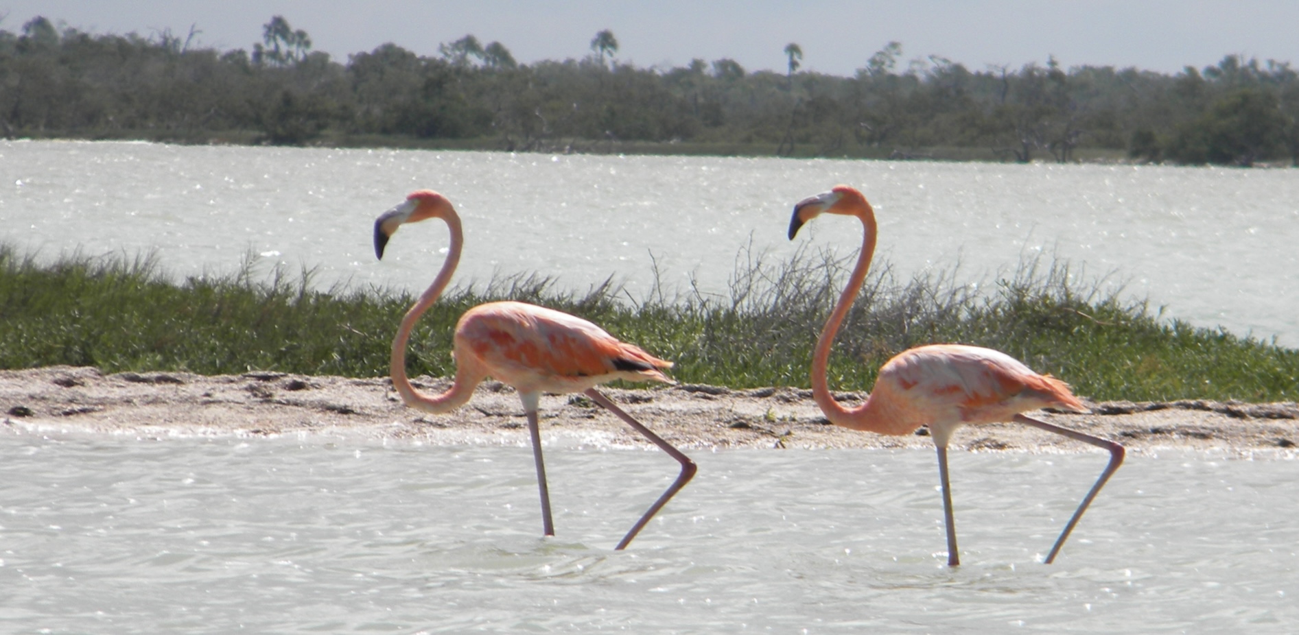 Two Greater Flamingos in Mexico