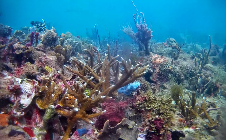 Foudara's coral reef