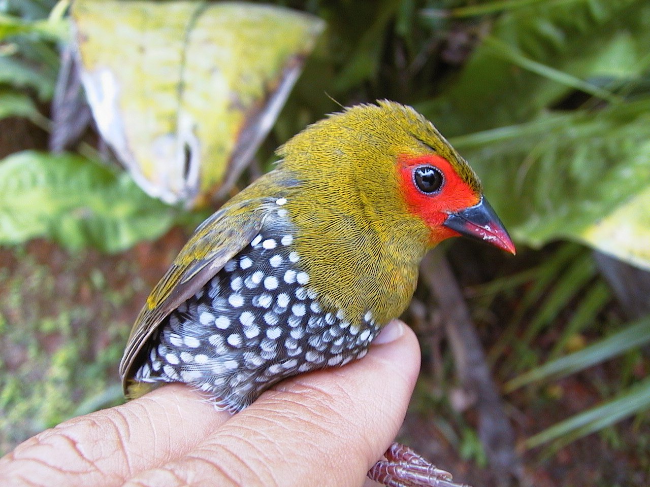 A small colorful Green-backed Twinspot bird held up close to the camera