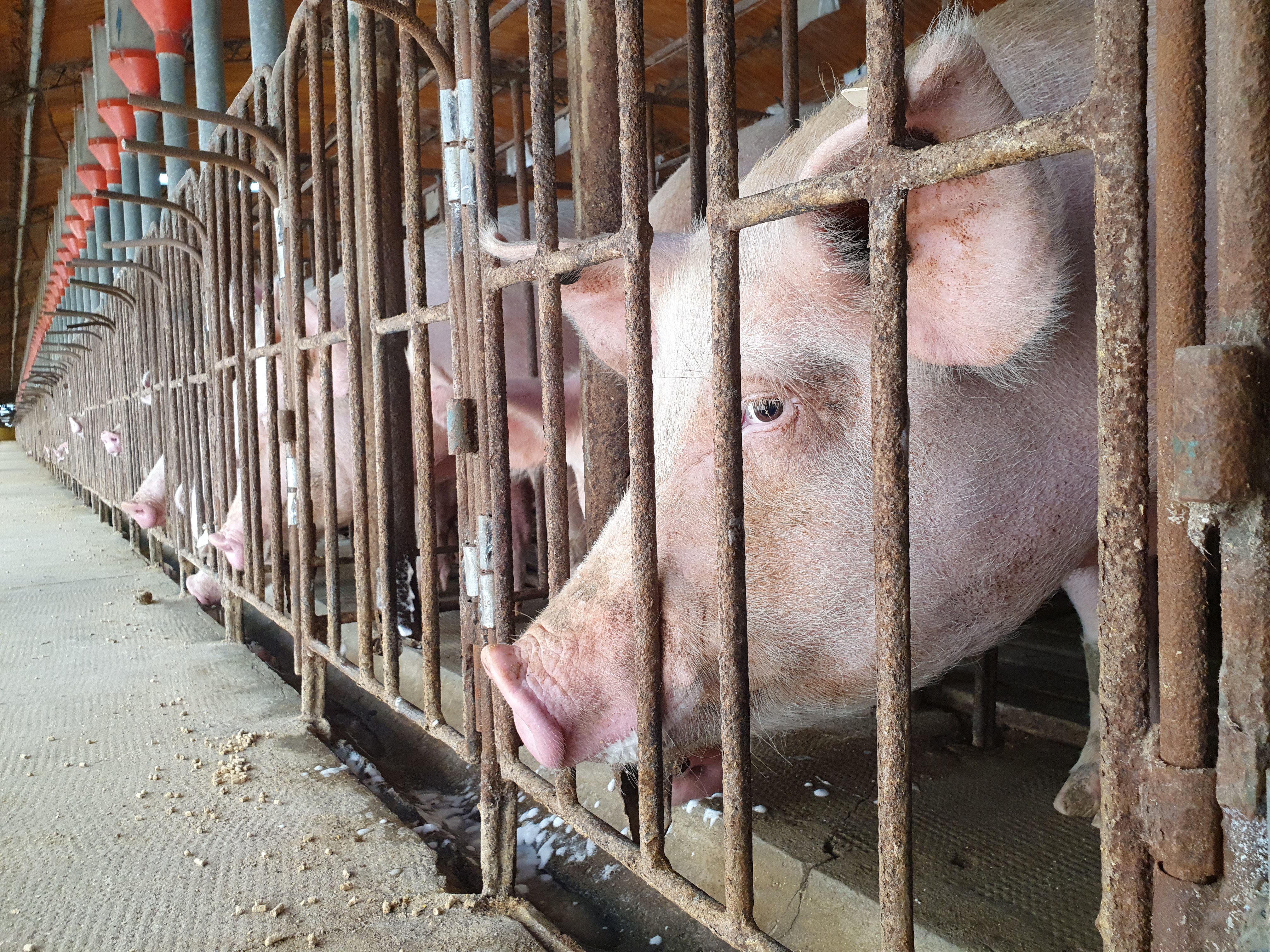Pigs in cages at an industrial pig farm. 