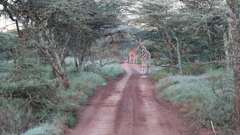 Giraffes inside a conservancy