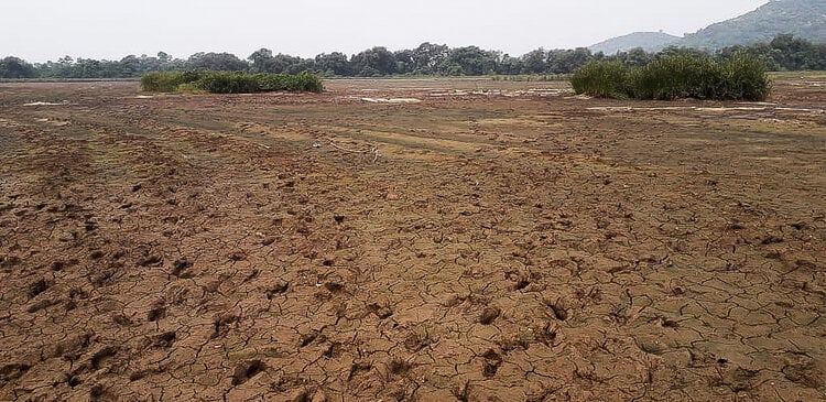 Khazans after the monsoon water has drained out, South Goa.