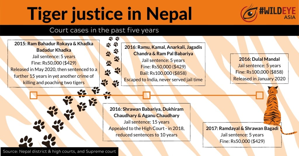 tiger justice graphic