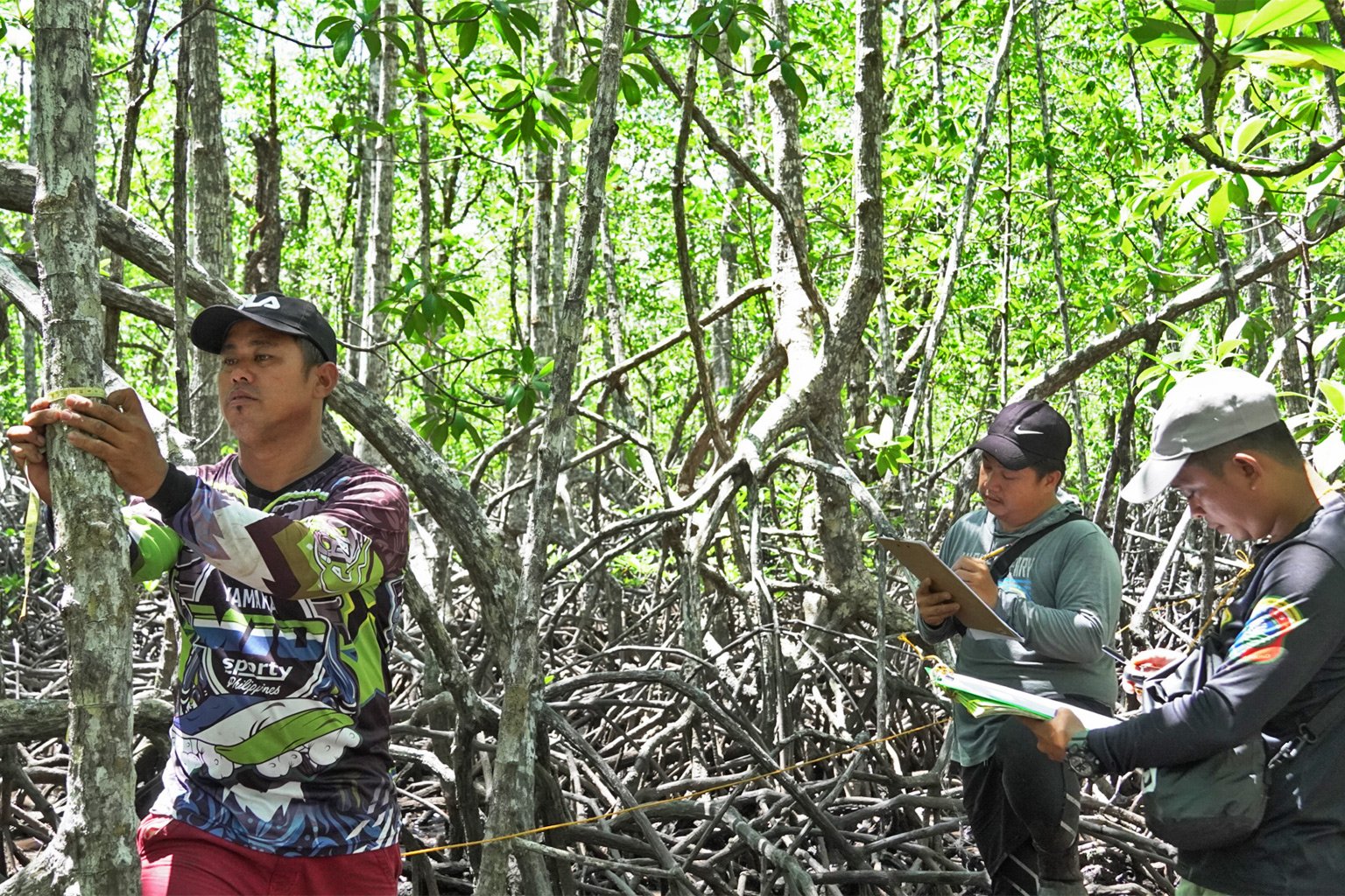 Researchers study mangrove trees in Malampaya Sound. Image by Keith Fabro for Mongabay.