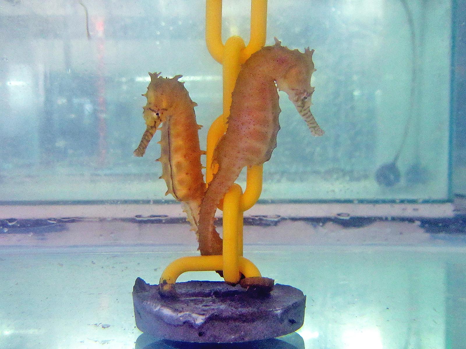 a close up of two seahorses in a tank.