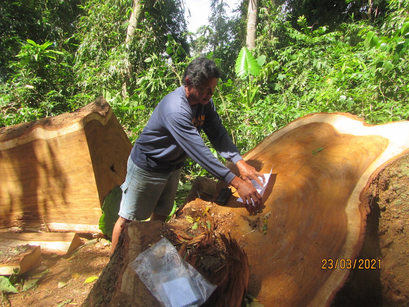 A man inspects an illegally felled tree.