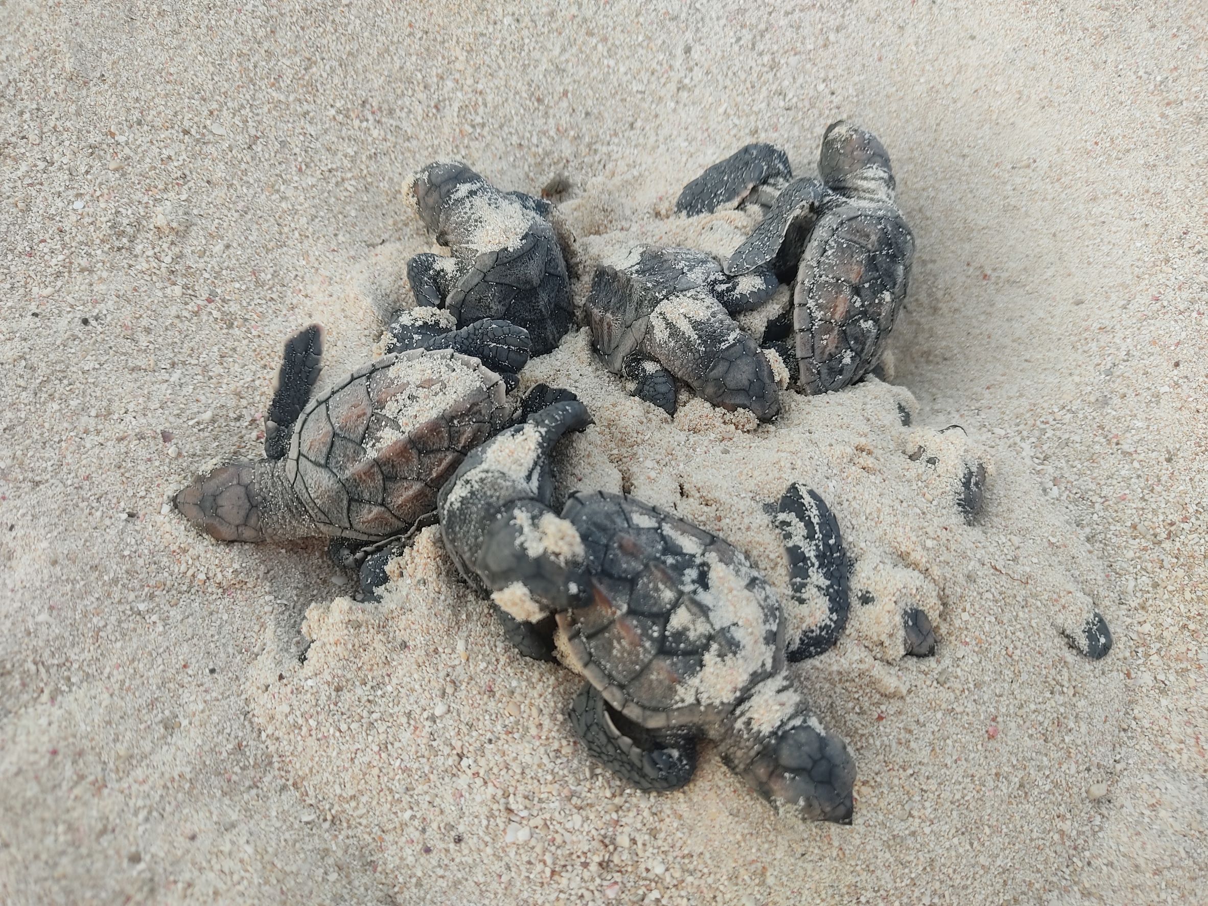 Hawksbill turtle nesting at Isla Tesoro. / Daniela Quintero Díaz