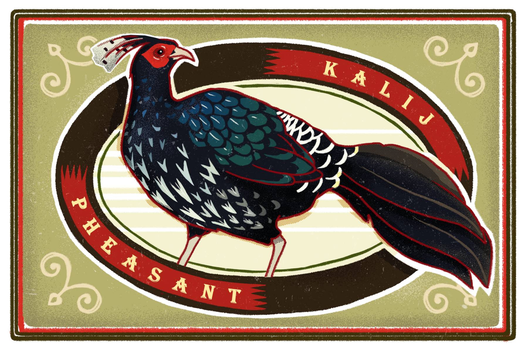 The kalij pheasant is found through the Himalayas into Southeast Asia. It is included on the Nepal government’s list of wild animals which can be farmed for commercial purposes (Illustration: Kabini Amin)