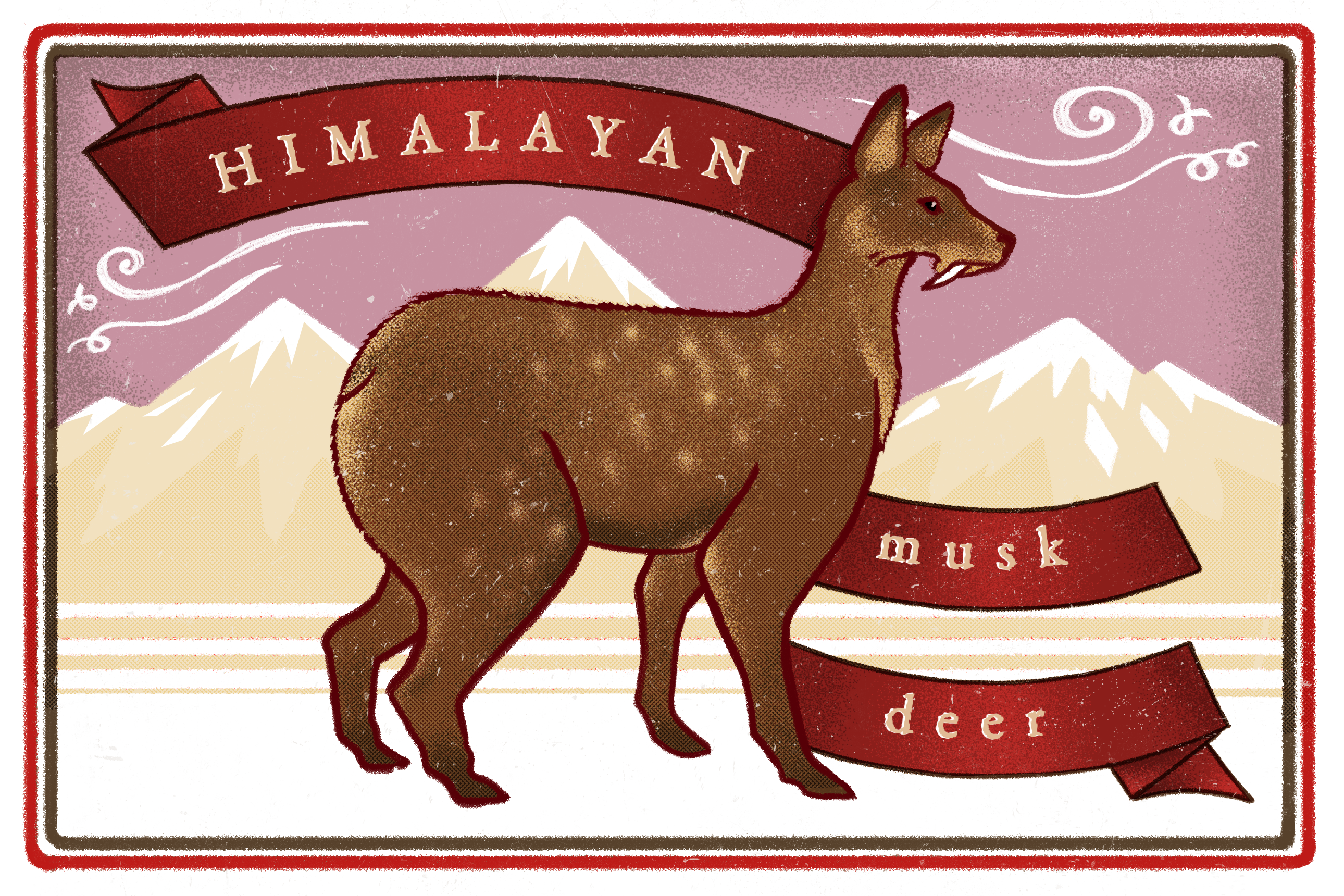 The Himalayan musk deer is an endangered species threatened by habitat loss and hunting for its body parts, including musk glands which are used in perfumery and traditional Chinese medicine (Illustration: Kabini Amin)
