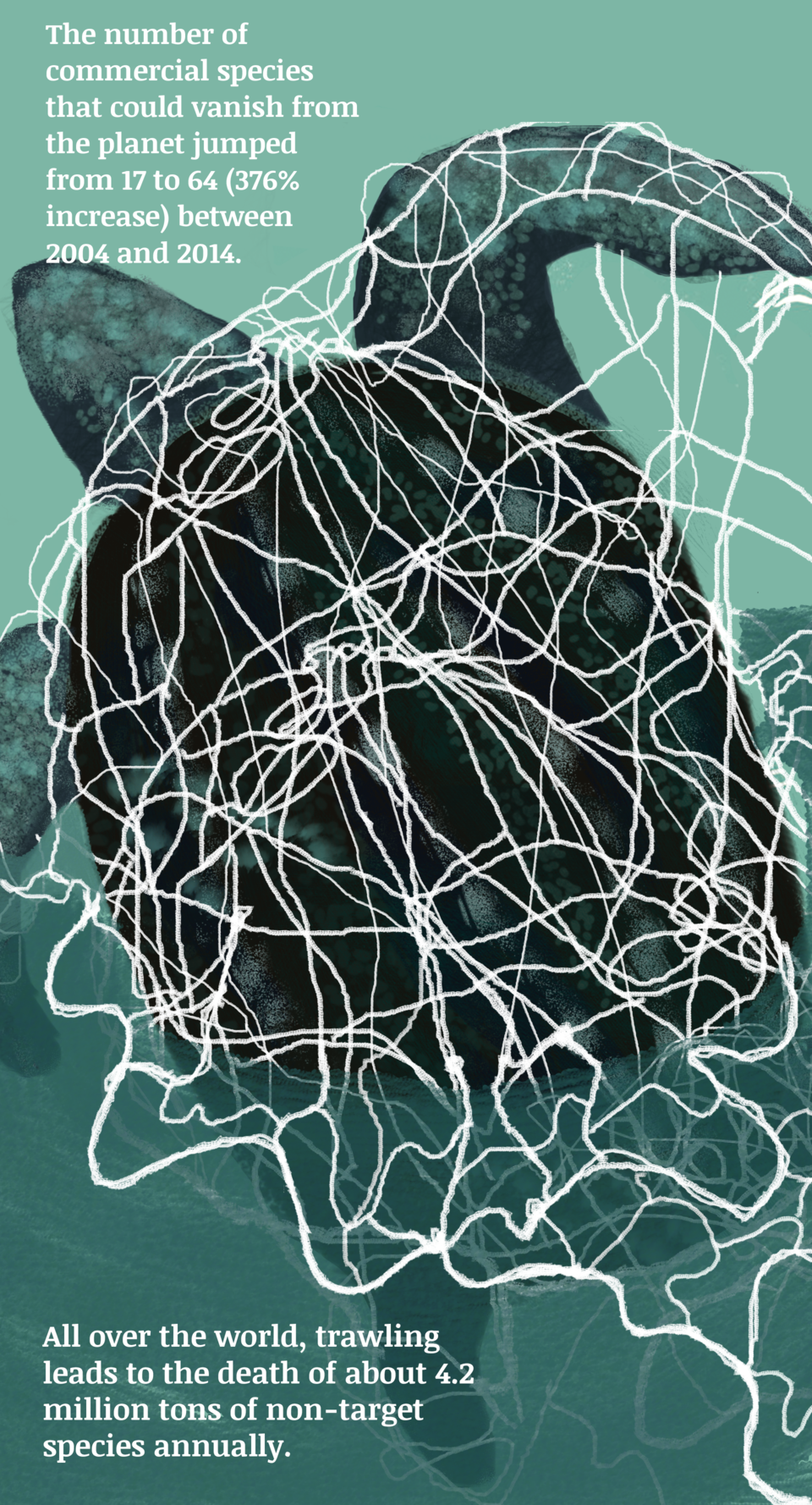 A sea turtle entangled in a net.