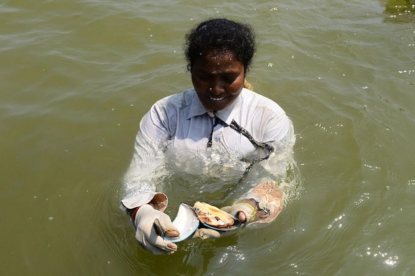 A woman foraging for shellfish.