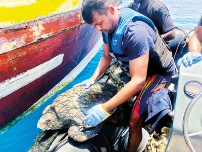 A man untangles a sea turtle from nets