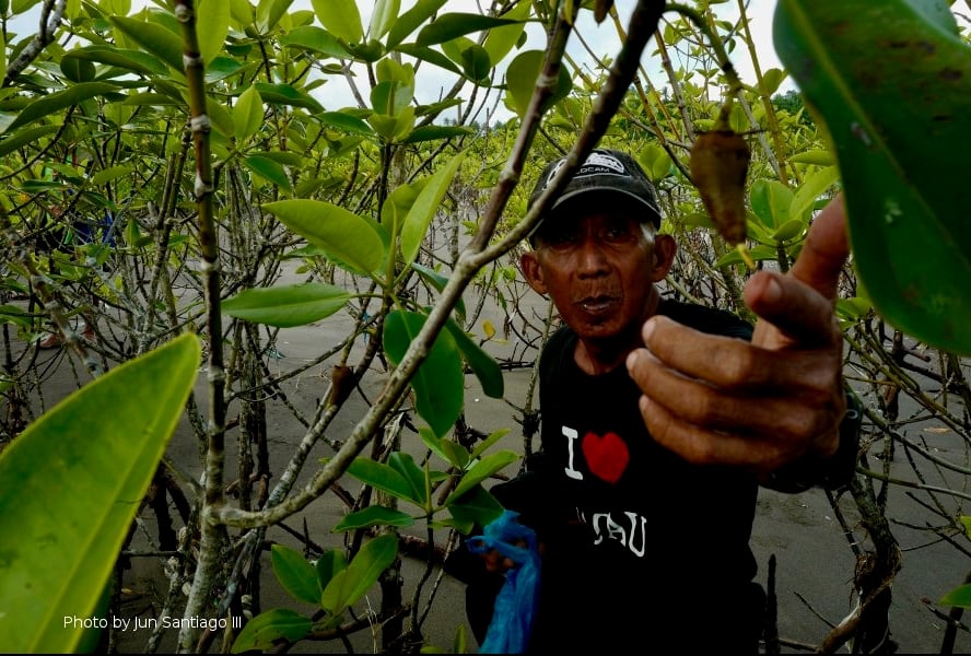 man in mangrove grabs a bud