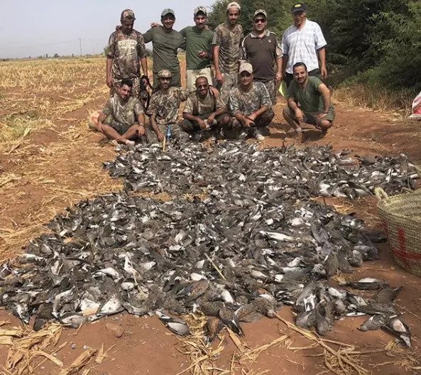 Saudi hunters pose with the bodies of turtle doves 