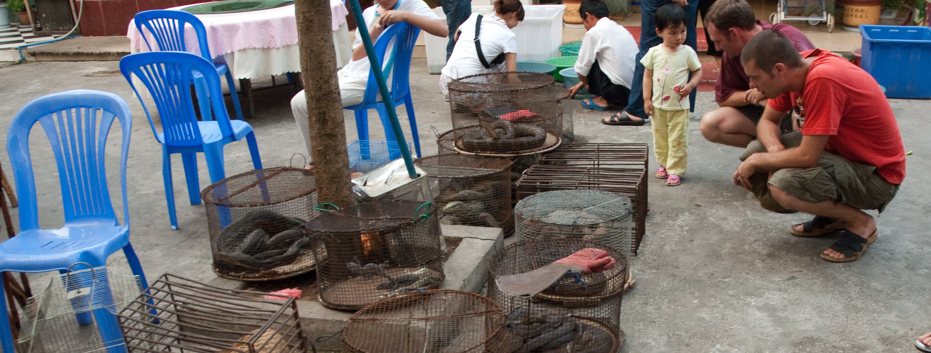 Illicit Endangered Wildlife Trade in Möng La, Shan, Myanmar / Credit: Dan Bennett via Wikimedia Commons. 