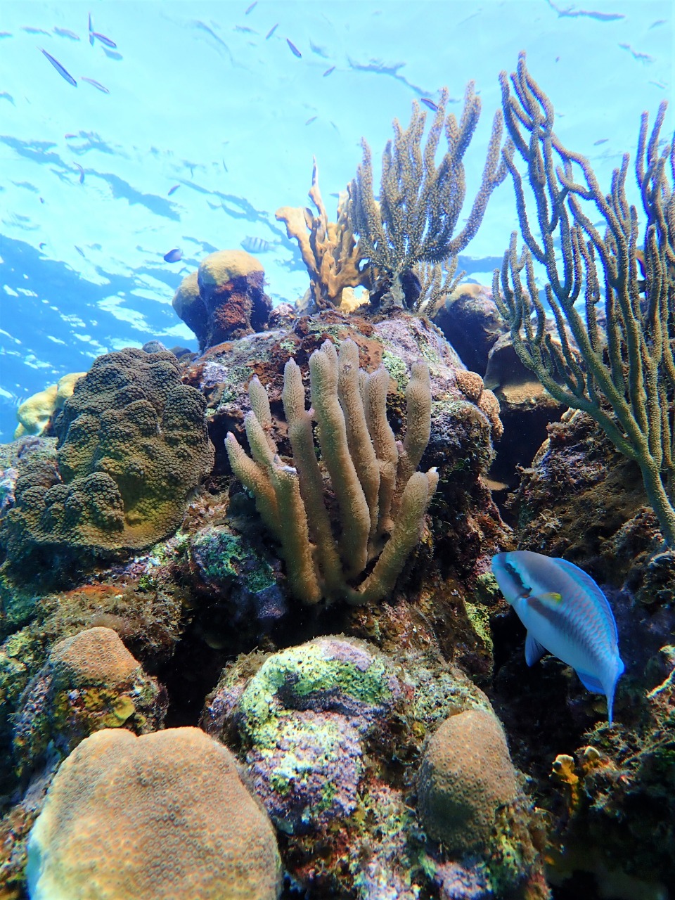 Corals in Honduras' Bay Islands